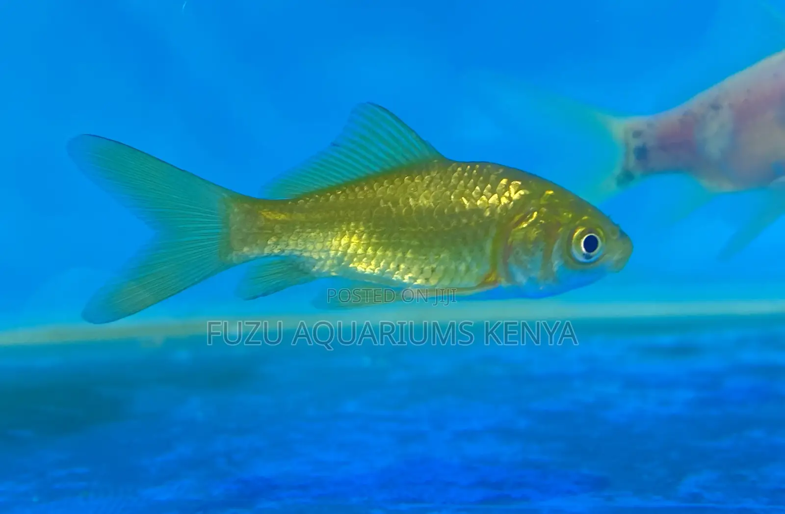 Goldfish Dreams Begin Here – Get Yours Today