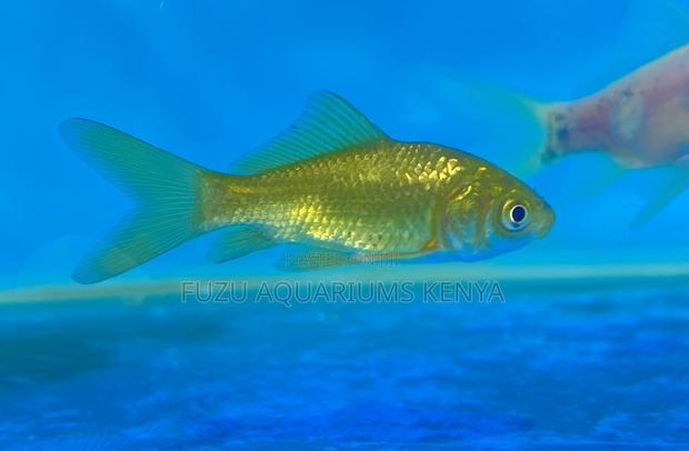 Goldfish Dreams Begin Here – Get Yours Today - main view