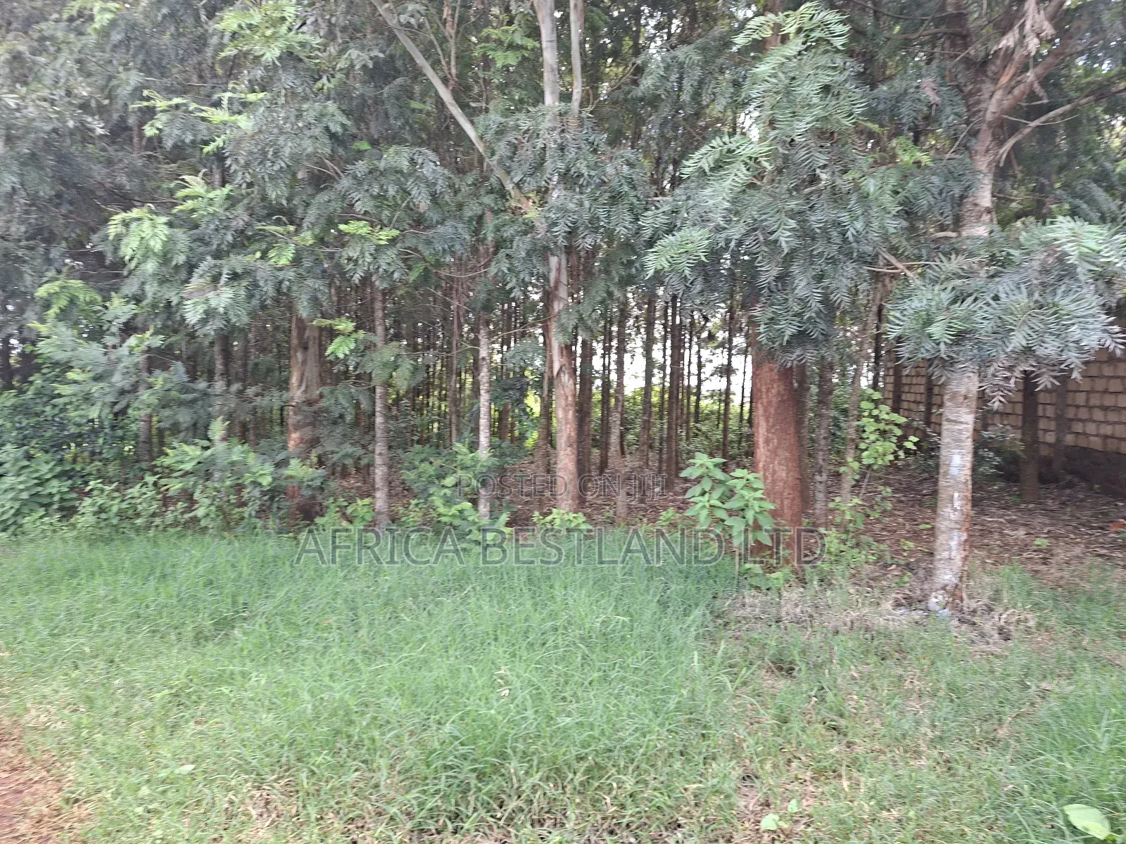 50x100 Available Plot for Sale in Kikuyu Gikambura
