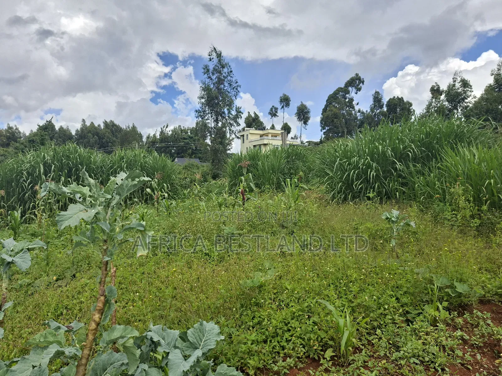 50x100 Available Plot for Sale in Gikambura