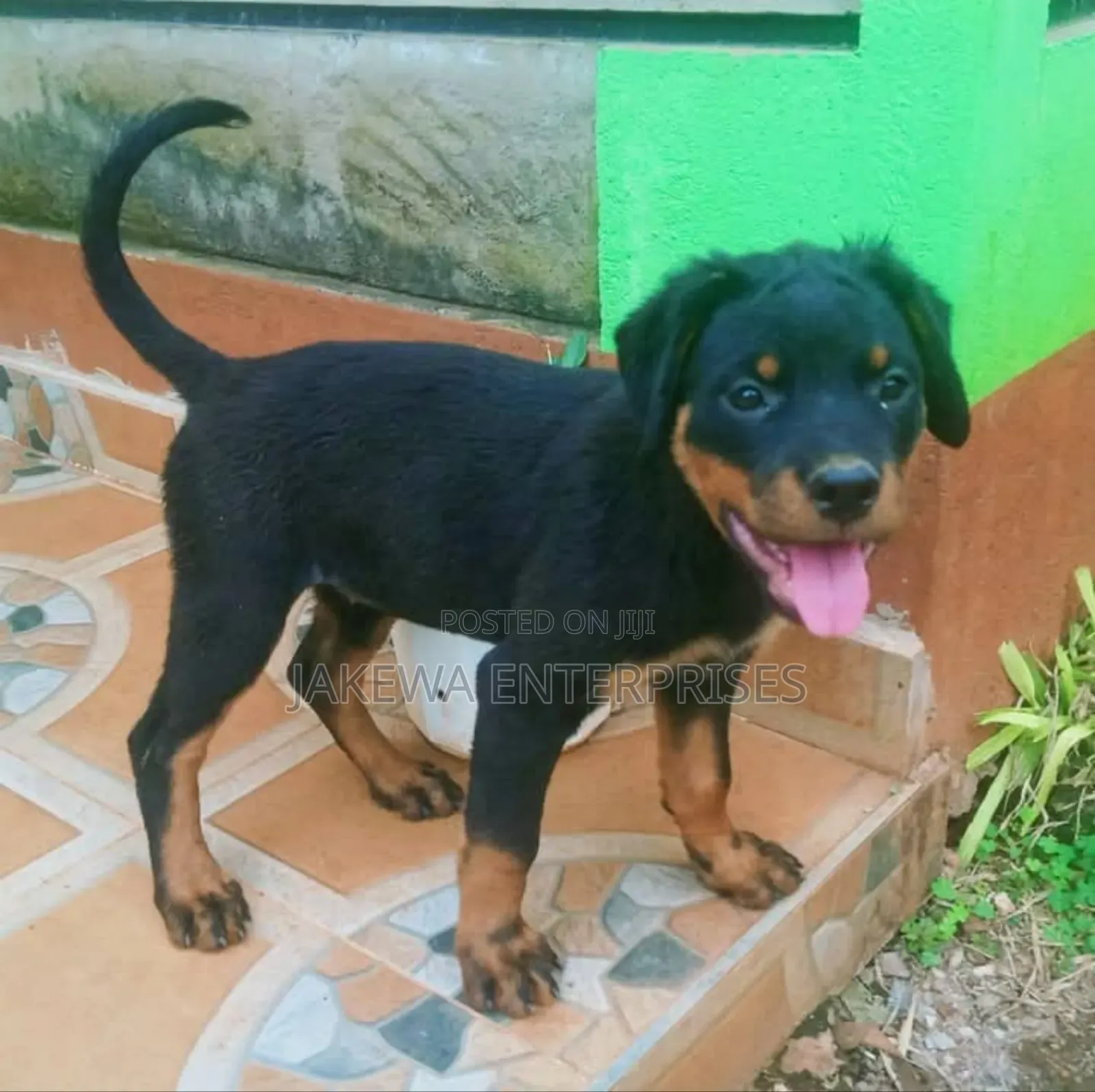 1-3 months Male Purebred Rottweiler