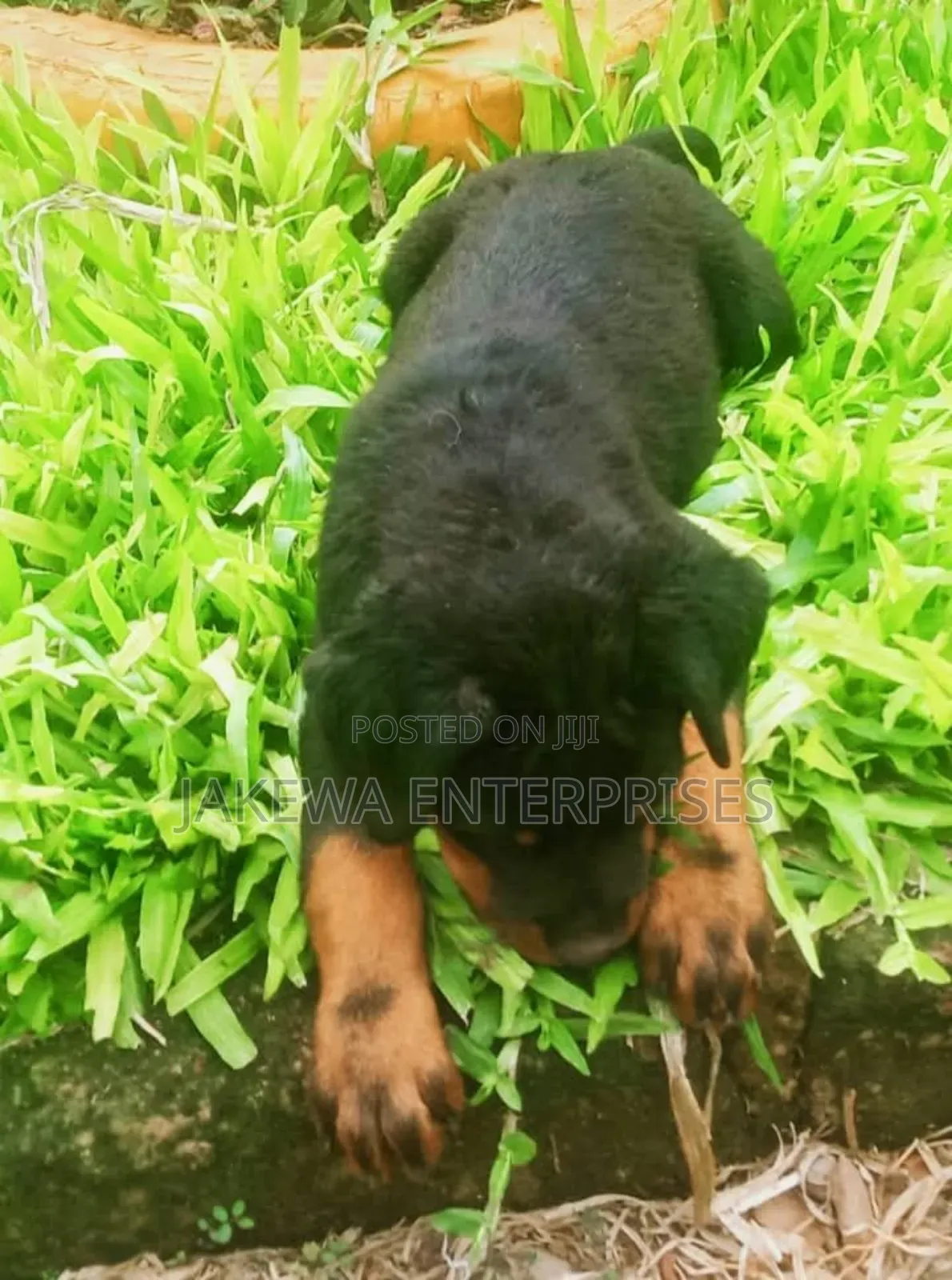 1-3 months Female Purebred Rottweiler