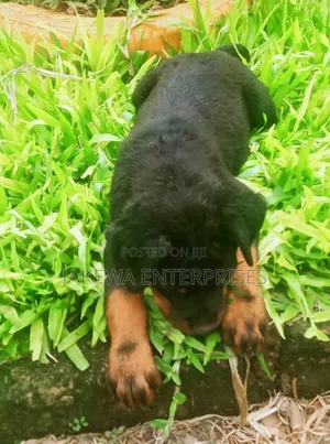 1-3 months Female Purebred Rottweiler