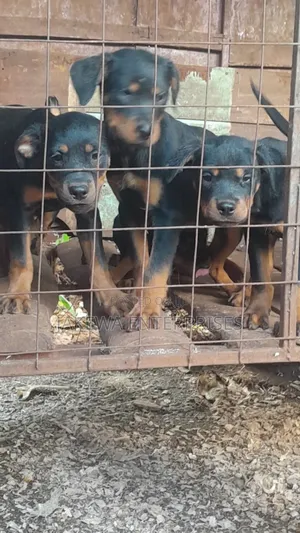 1-3 months Female Purebred Rottweiler