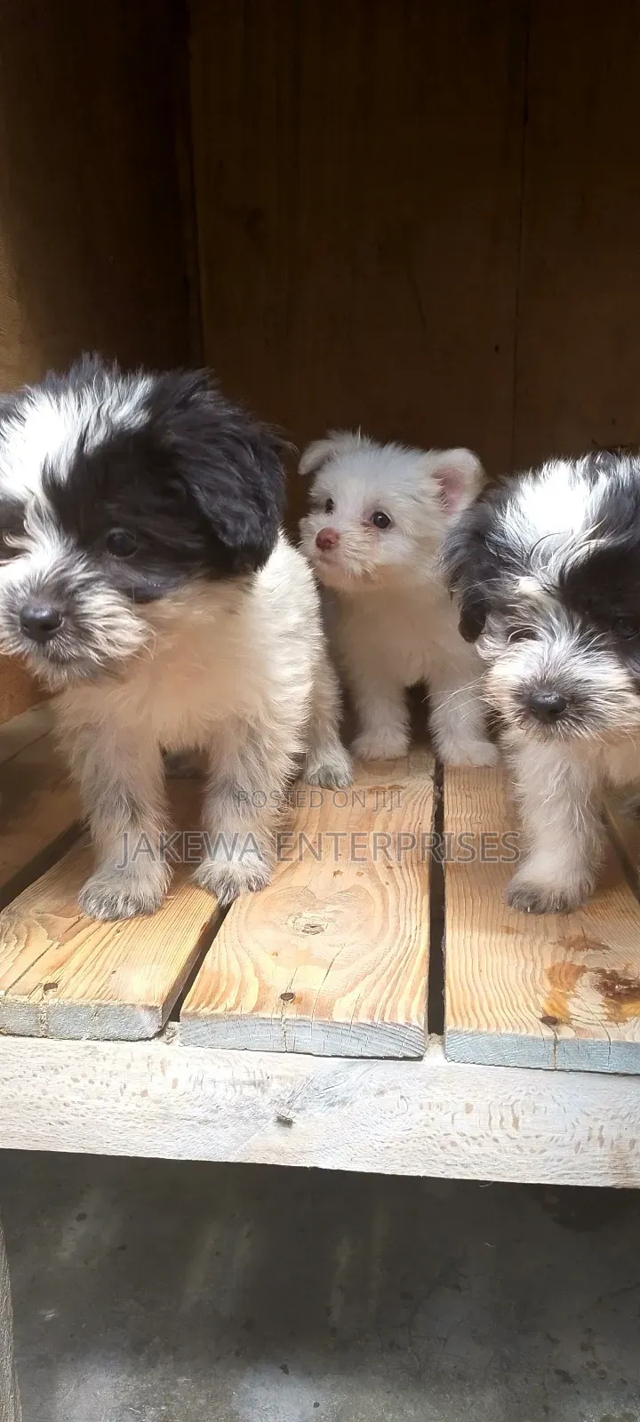1-3 months Female Purebred Havanese