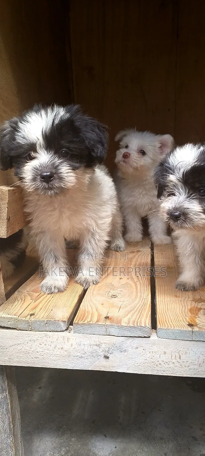 1-3 months Male Purebred Havanese