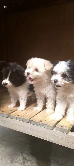 1-3 months Male Purebred Havanese