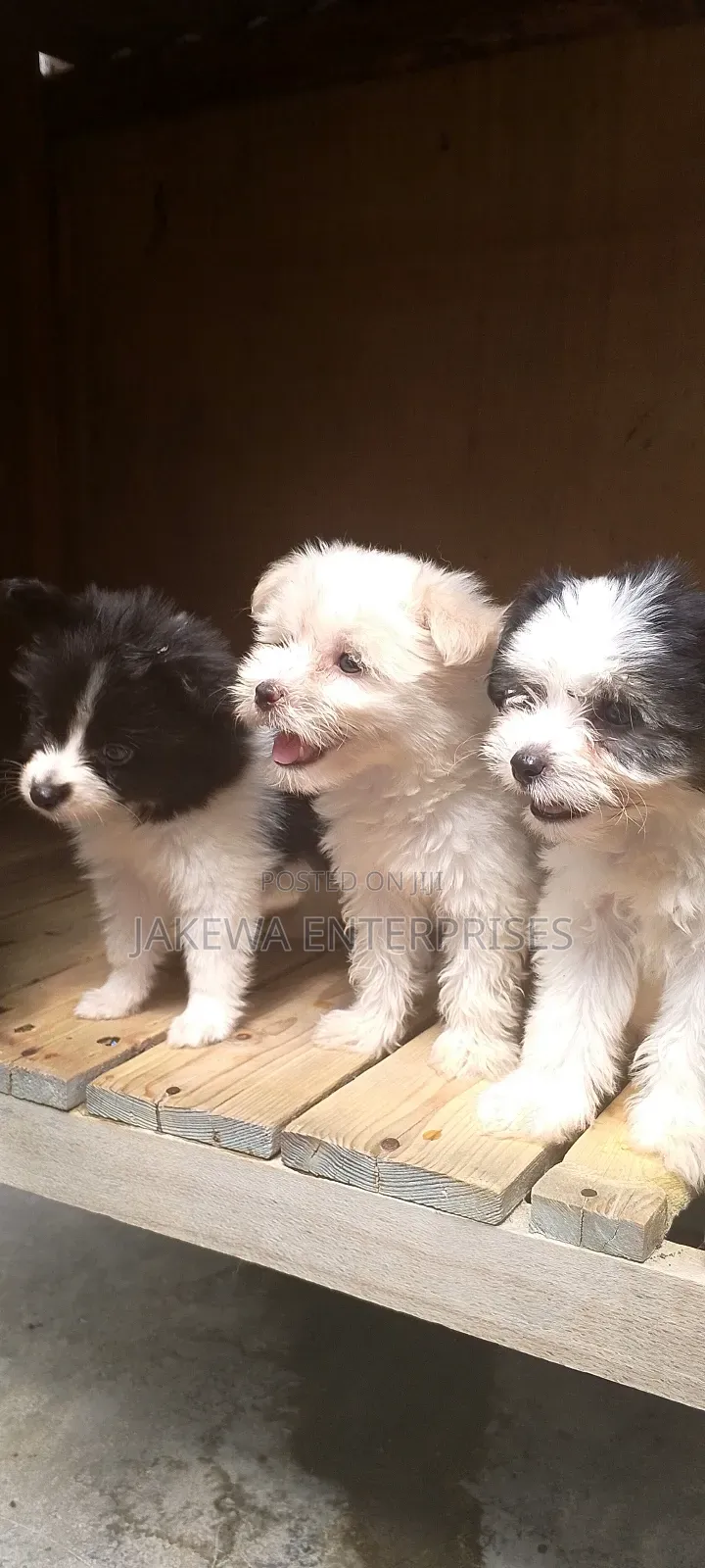 1-3 months Male Purebred Havanese