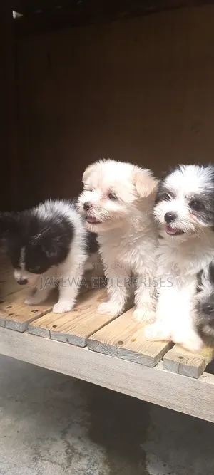 1-3 months Female Purebred Havanese