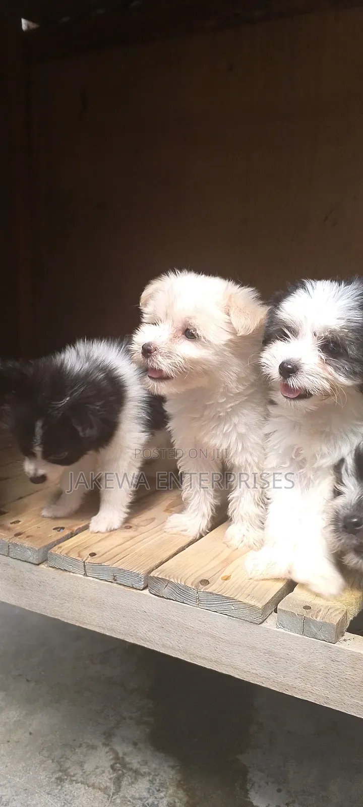 1-3 months Female Purebred Havanese