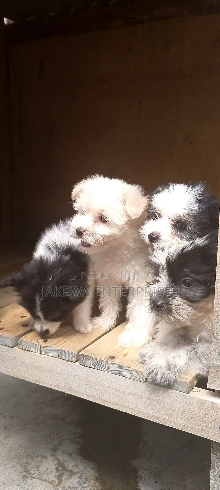 1-3 months Male Purebred Havanese