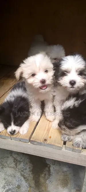 1-3 months Female Purebred Havanese