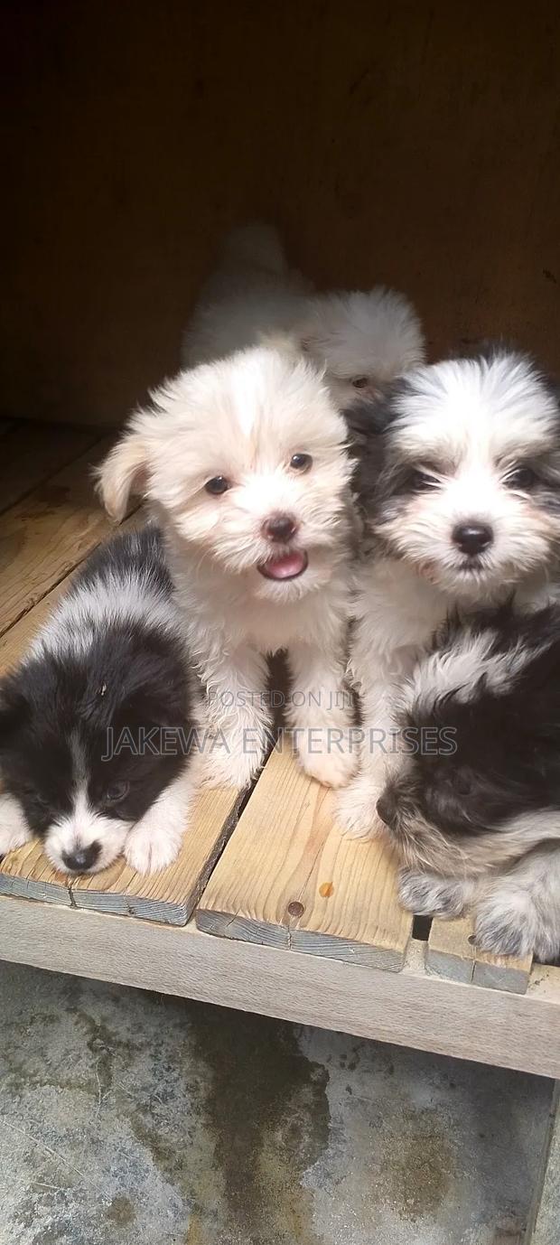1-3 months Female Purebred Havanese - main view