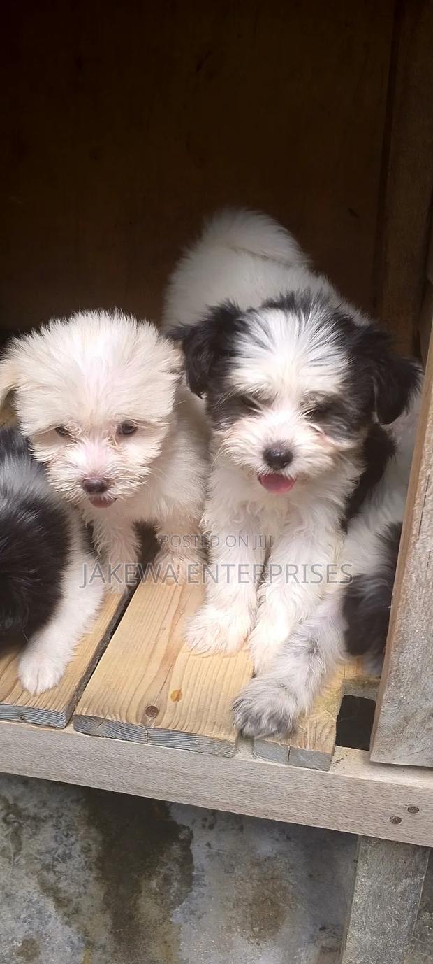 1-3 months Male Purebred Havanese - main view