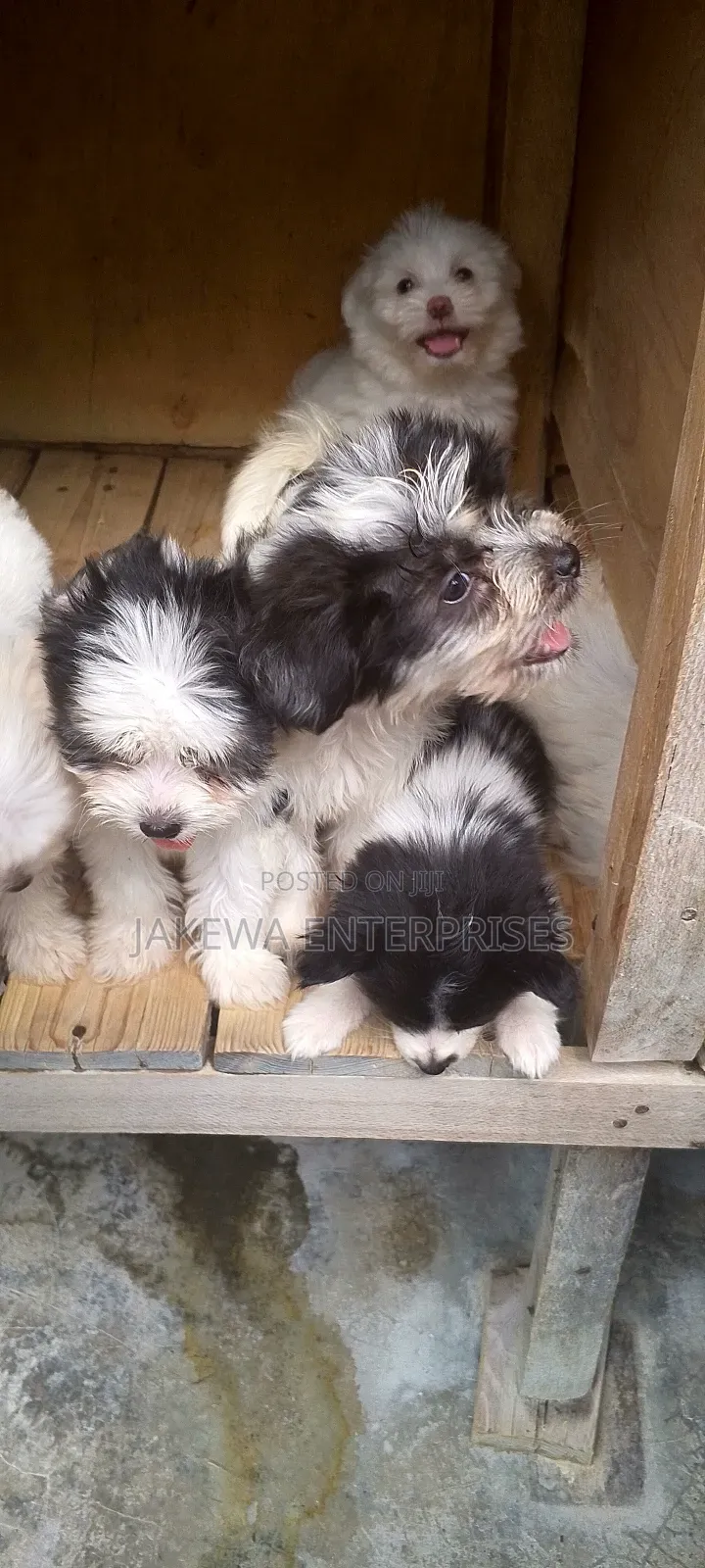 1-3 months Female Purebred Havanese