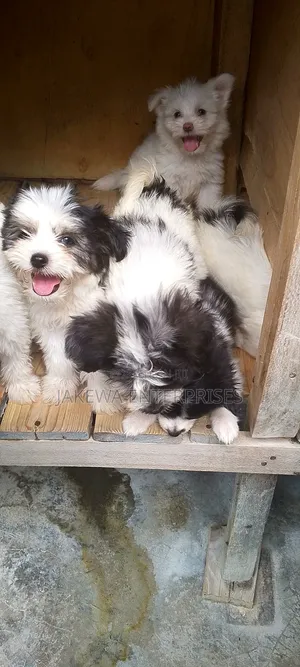 1-3 months Male Purebred Havanese