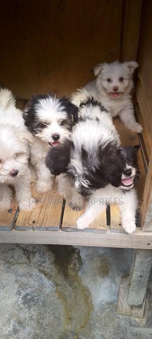1-3 months Male Purebred Havanese - main view