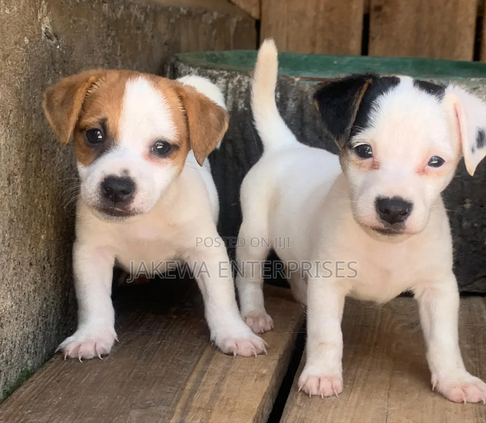 1-3 months Female Purebred Jack Russell Terrier