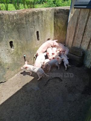 Piglet for Sale - main view