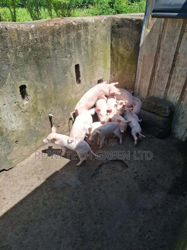 Piglet for Sale