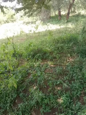 Land -22 Acres.Machakos