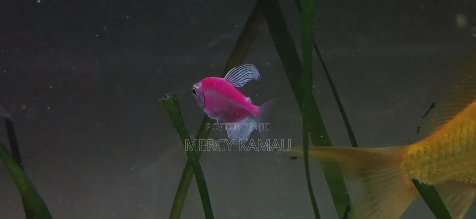 Ornamental Fish
