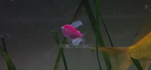 Ornamental Fish - main view