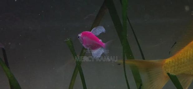 Ornamental Fish