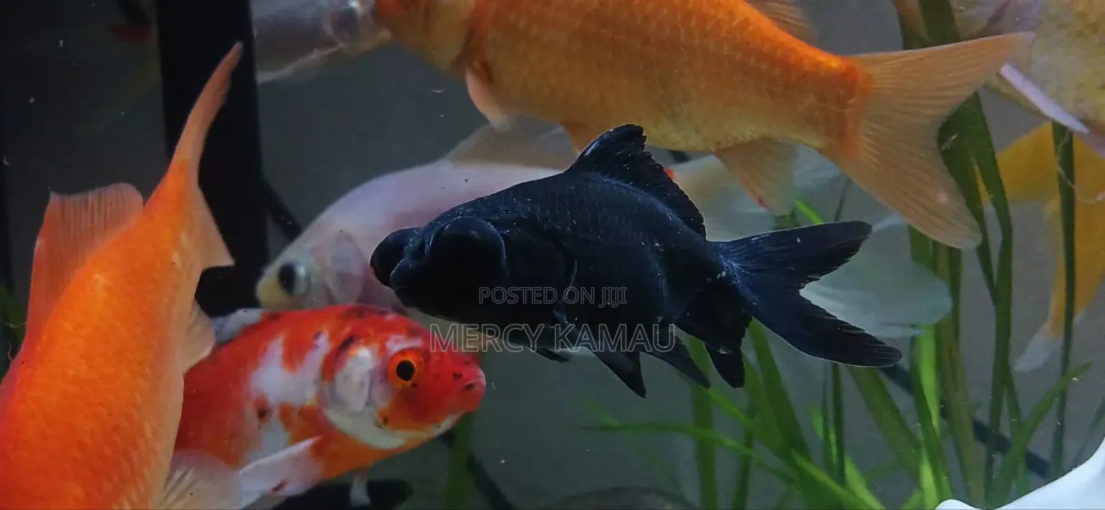 Ornamental Fish