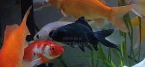 Ornamental Fish