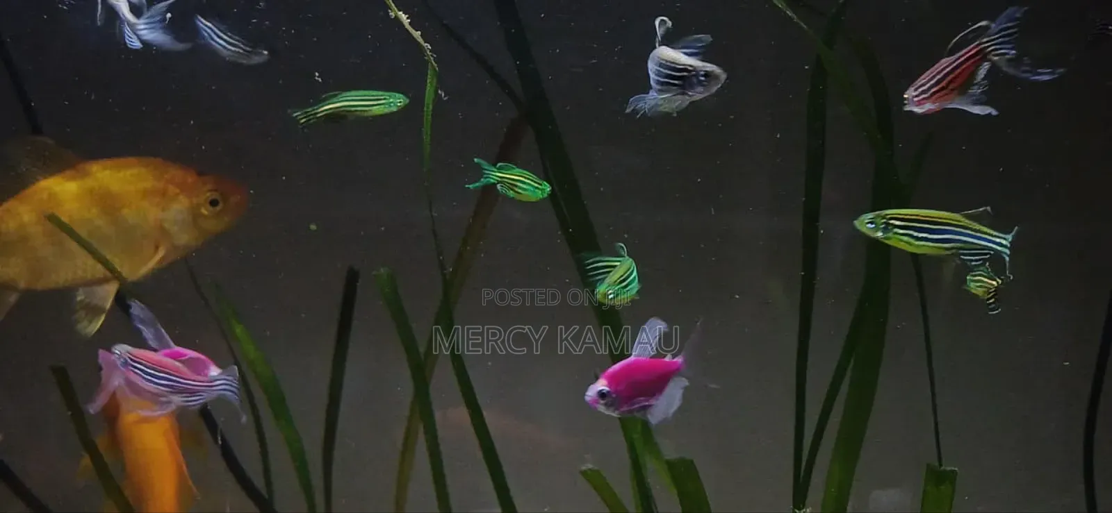 Ornamental Fish