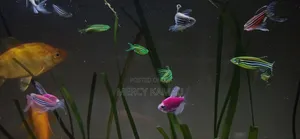 Ornamental Fish