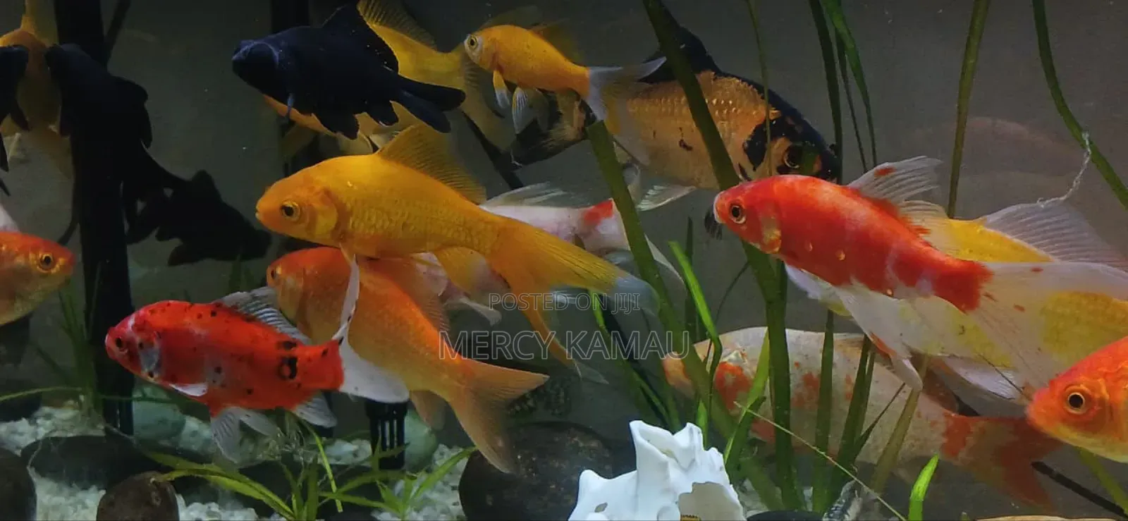Ornamental Fish