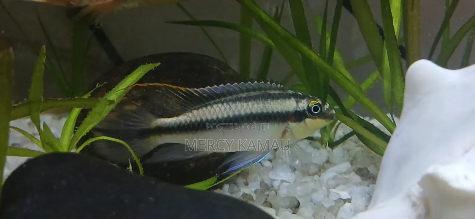 Ornamental Fish
