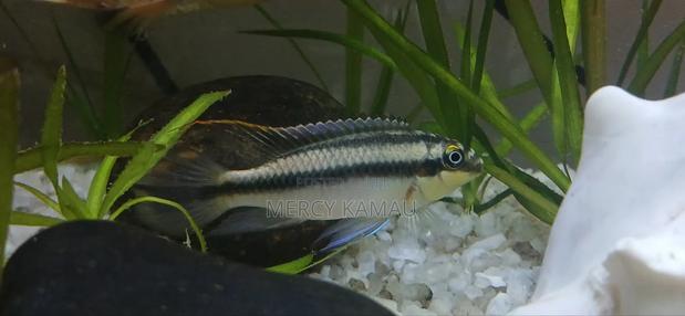 Ornamental Fish - thumbnail 5