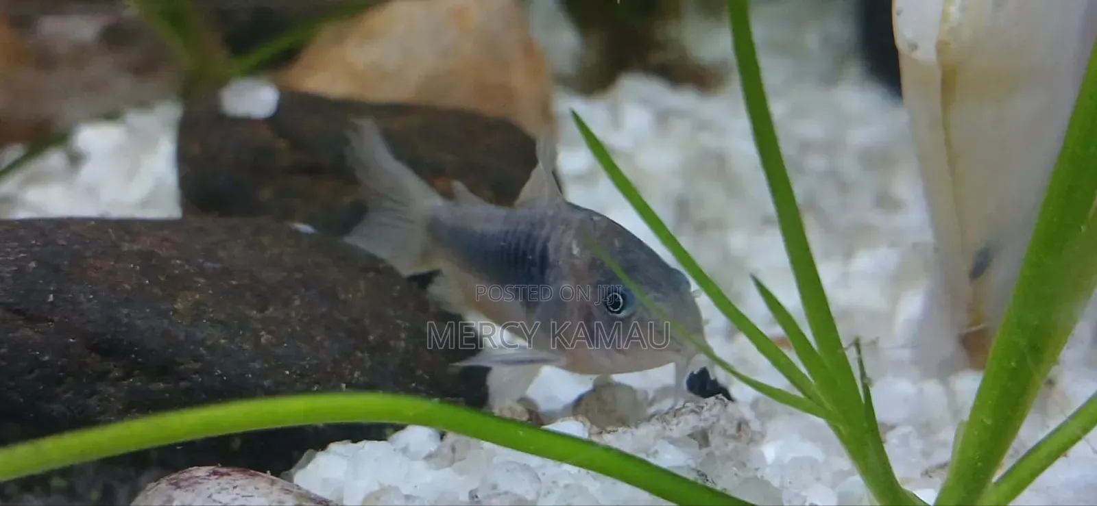 Ornamental Fish