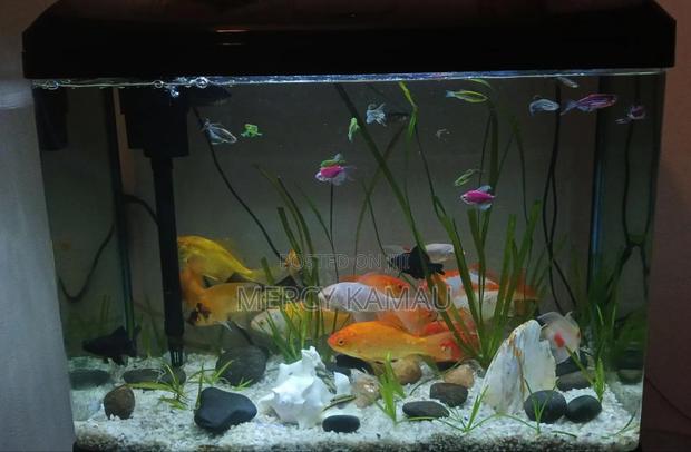 Ornamental Fish - thumbnail 7
