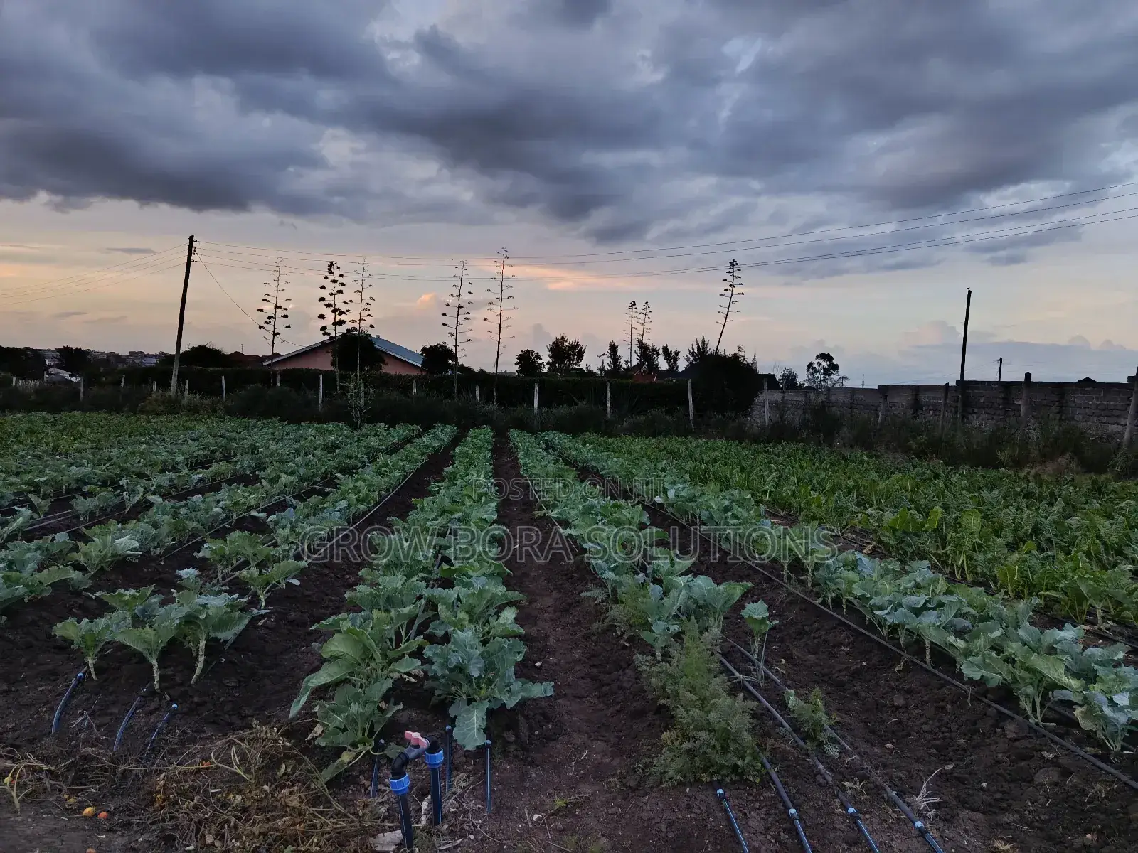 Irrigation Systems , Drip Irrigation, Rainhose and Sprinkler Sets