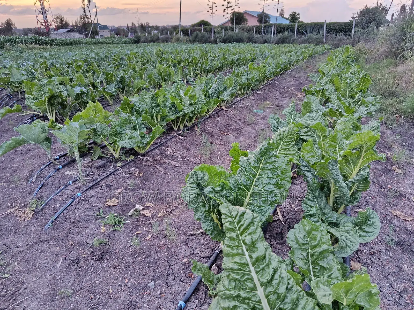 Irrigation Systems , Drip Irrigation, Rainhose and Sprinkler Sets