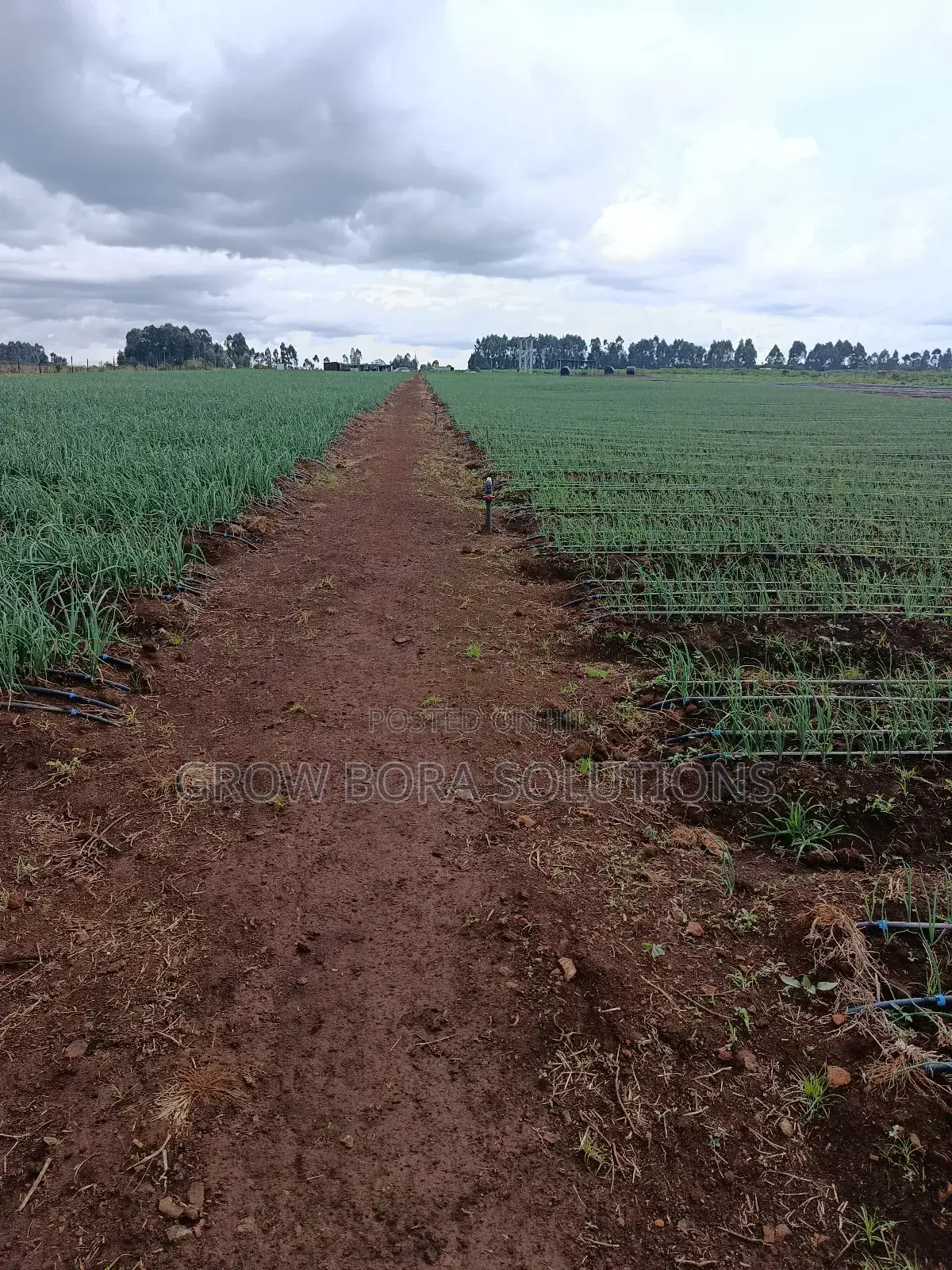 Irrigation Systems , Drip Irrigation, Rainhose and Sprinkler Sets