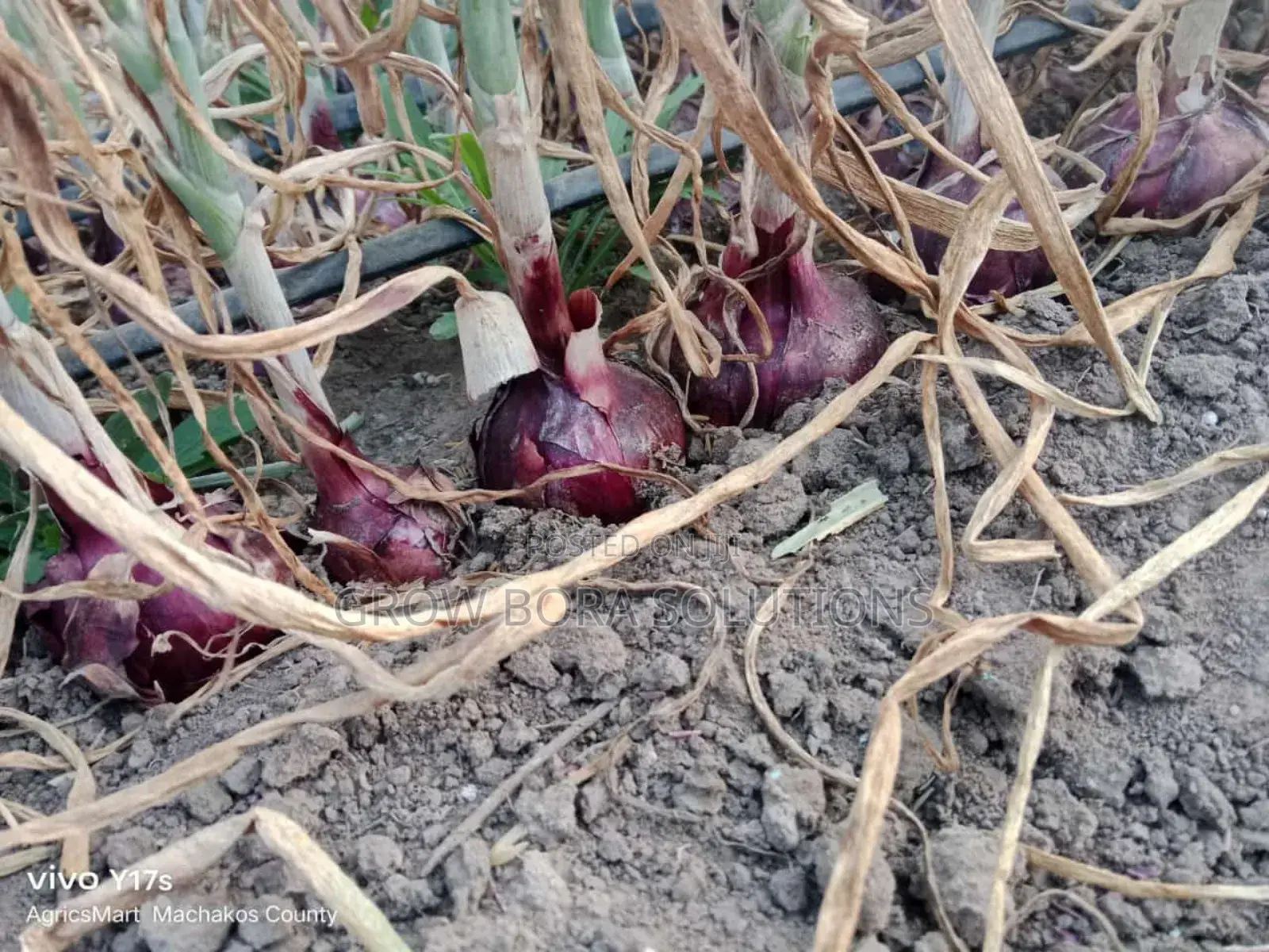 Irrigation Systems , Drip Irrigation, Rainhose and Sprinkler Sets