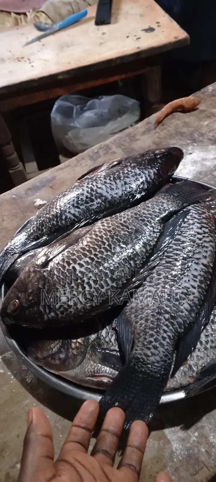 Tilapia Fish