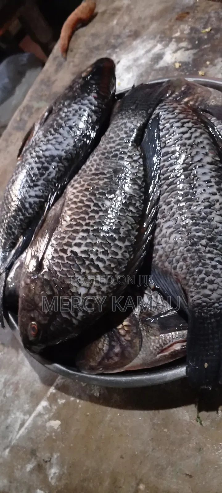 Tilapia Fish