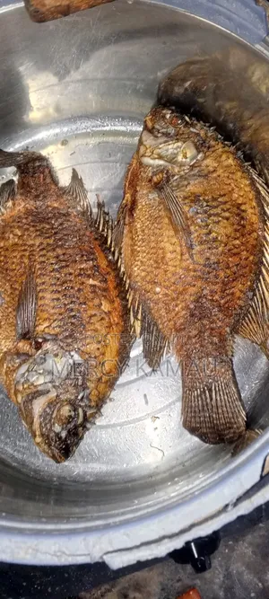 Tilapia Fish