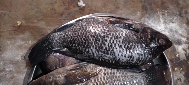 Tilapia Fish - thumbnail 5