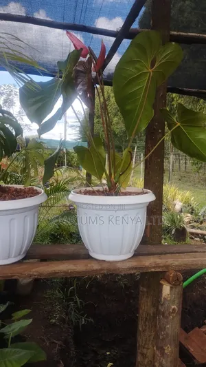 Anthurium Indoor Plant