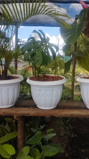 Indoor Plants Potted,Indoor Plants