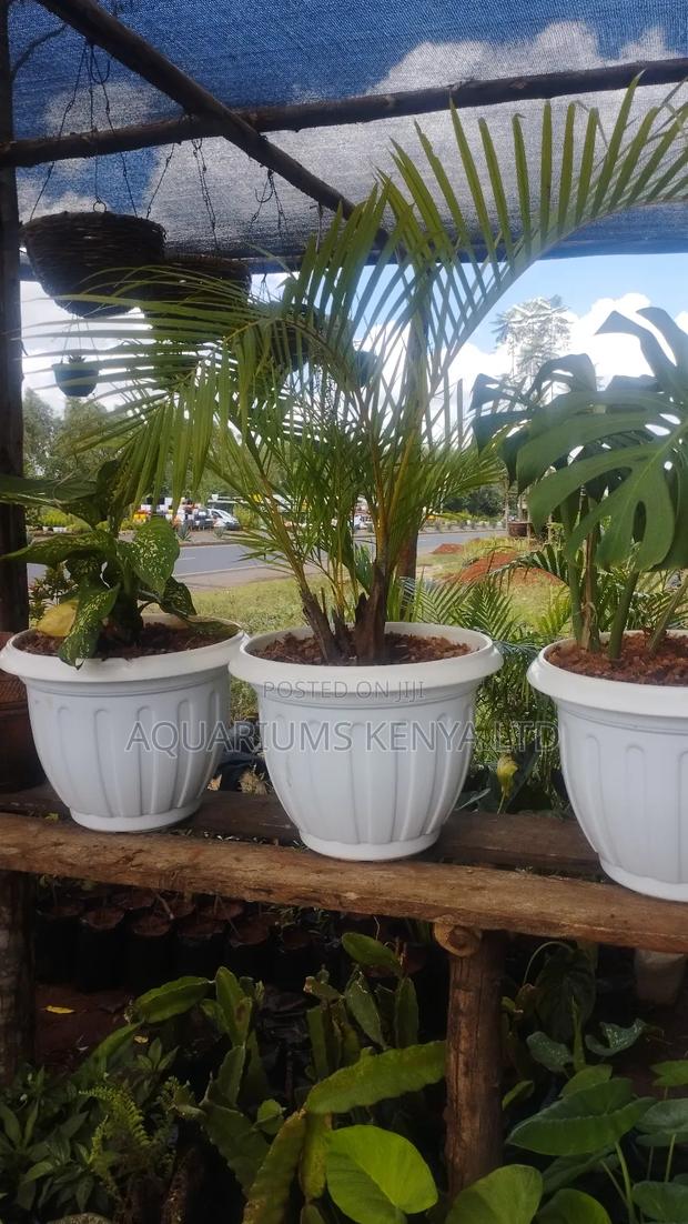 Indoor Plants,Plants for Your Inside Home
