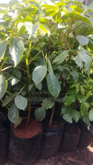 Bishop Tree,Plants