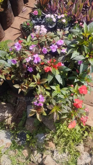 Flowers Bright Compound Flowers